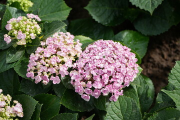 Hydrangea