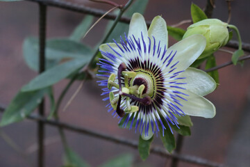 Close-up of purple and white passion flower . Passiflora caerulea in bloom