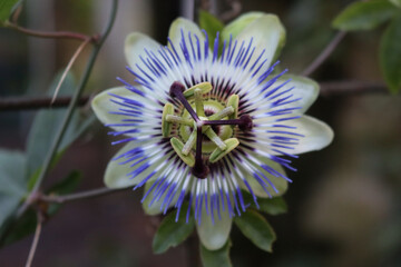 Close-up of purple and white passion flower . Passiflora caerulea in bloom