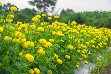 Bright yellow marigold flowers in full bloom against blue sky on a sunny day, closeup of marigold flowers in field