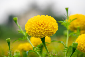 Bright yellow marigold flowers in full bloom against blue sky on a sunny day, closeup of marigold flowers in field