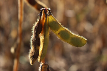 Close-up of yellow and green oy plant with soybean pods against sunlight. Agricultural soy field on autumn season