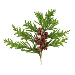 Cedar cypress green leaf sprig fauna decoration with pine cones on white background. Natural coniferous flora used in herbal medicine. Thuja, cupressus.