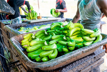 Man hand close up preparing to pack bananas in a farm. Workers are working to pack bananas to be sent other country. banana package processing for export