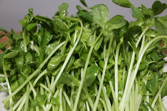 Fresh dou miao (pea shoots) purchased at a supermarket in Tokyo, Japan