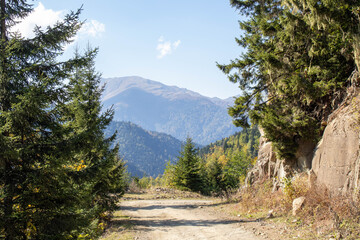 Winding mountain road through lush green forest under clear blue sky in summer landscape
