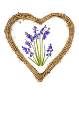 Romantic heart shape wreath frame with Spring bluebell flowers on white. Beltane festival nature symbol for lovers, Valentines, birthday or Mothers Day card.