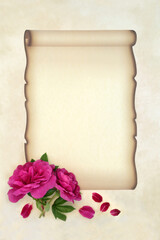 Red rose flowers love letter design for handwritten message on paper scroll on parchment. Old fashioned style for Valentines or wedding invitation. Rosa Rugosa.  