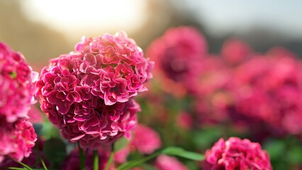 Close-up of blooming pink Hydrangea flowers in a sunny garden with a blurred mountain background. 3D Rendering.