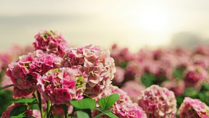 Close-up of blooming pink Hydrangea flowers in a sunny garden with a blurred mountain background. 3d Render.