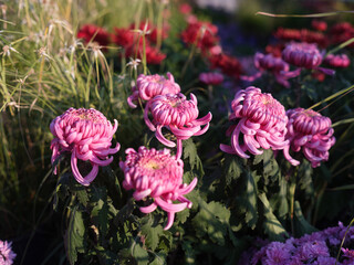 Pink Spider Chrysanthemums in Bloom under Soft Sunlight