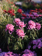 Pink Spider Chrysanthemums in Bloom under Soft Sunlight