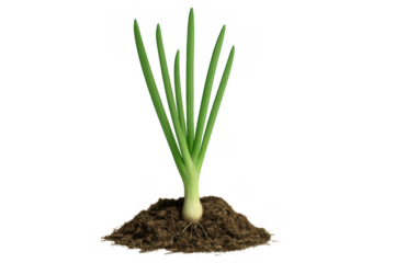 Green onion growing in soil representing fresh farm produce and organic plant cultivation on transparent background