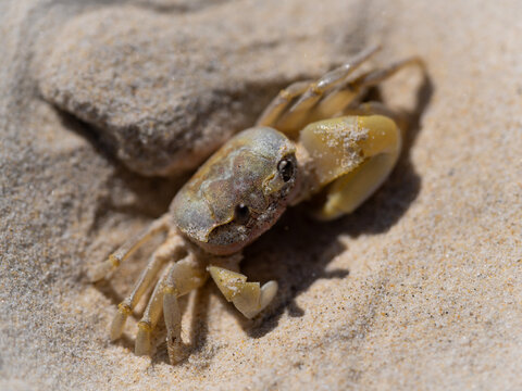 Ghost Crab