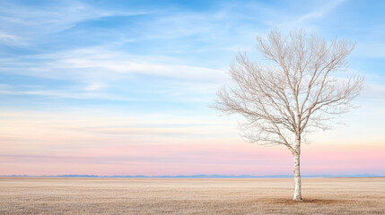 Lonely birch tree pastel sky serene barren field calm dawn
