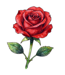 Hand drawn watercolor rose isolated