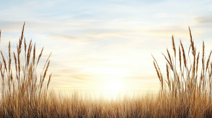 Golden tall grass sunrise warm light serene field with soft sky glow