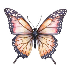 Hand drawn watercolor butterfly