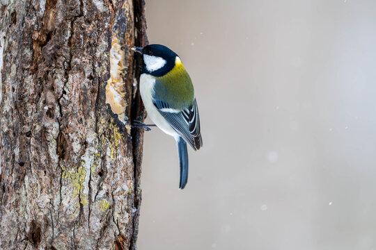 シジュウカラ」の写真素材 | 180,087件の無料イラスト画像 | Adobe Stock