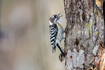 コゲラが餌を咥えて木に止まる