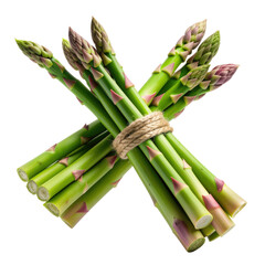 Bunch of Fresh Green Asparagus Tightly Bundled with Natural Twine on Transparent Background