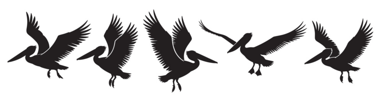 collection of pelican flying silhouettes
