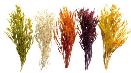 Five bunches of dried grasses in various autumn colors isolated on transparent background