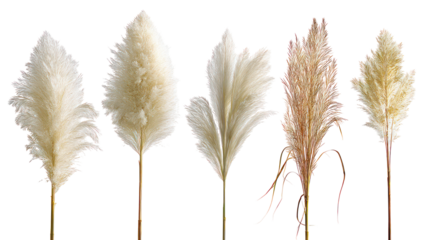 Five fluffy pampas grass plumes isolated on transparent background