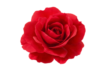 Red Rose Icon Illustration Isolated on Transparent Background