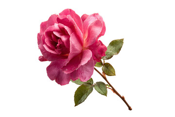 Fototapeta premium Stylized Rose Flower Symbol Isolated on Transparent Background