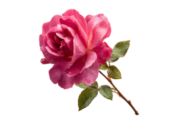 Stylized Rose Flower Symbol Isolated on Transparent Background