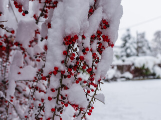 Clusters of bright red berries hang densely under heavy snow, forming bold color contrast and strong holiday visuals. A rich winter botanical scene perfect for festive themes, nature concepts, and sea