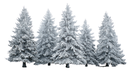 Group of snow covered pine trees isolated on transparent background