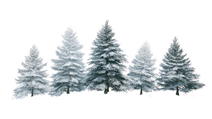 Fototapeta premium Group of snow covered pine trees isolated on transparent background