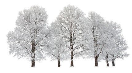 Snow covered Douglas trees isolated on transparent background