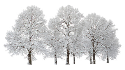 Snow covered Douglas trees isolated on transparent background