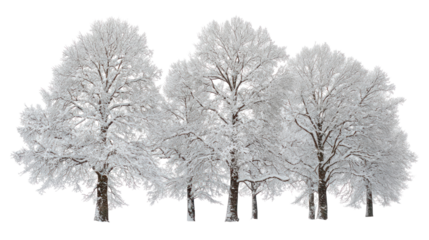 Snow covered Douglas trees isolated on transparent background