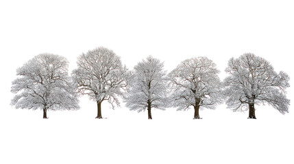 Snow covered Douglas trees isolated on transparent background