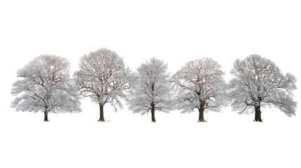 Snow covered Douglas trees isolated on transparent background