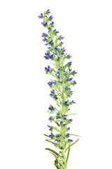 Echium Vulgare Viper's Bugloss Spike Wildflower Botanical Portrait on White
