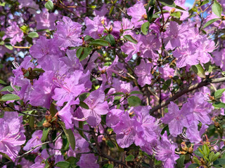 Pink delicate rhododendron flowers in spring.