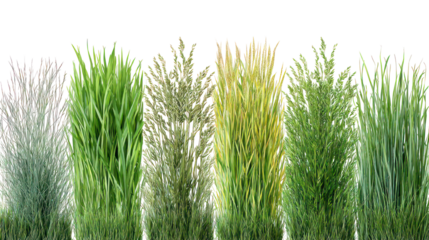 Abstract pattern of tall green and yellow grass stalks isolated on transparent background