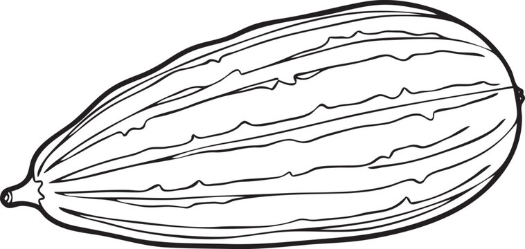 Silhouette of a Ridge Gourd in Natural Pose on White&nbsp;Background