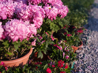 Pink Chrysanthemums in Full Bloom under Soft Sunlight
