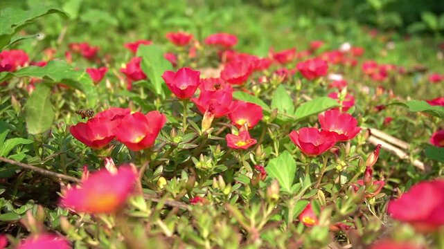 bees are taking nectar from flowers
