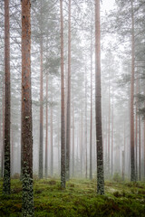 Magical fairytale forest Foggy morning in forest covered of green moss in december. Forest therapy and stress relief