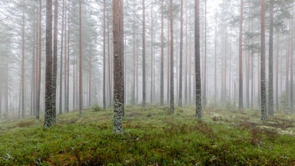 Magical fairytale forest Foggy morning in forest covered of green moss in december. Forest therapy and stress relief