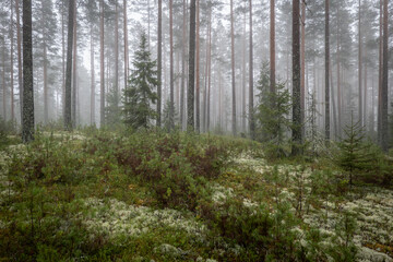 Magical fairytale forest Foggy morning in forest covered of green moss in december. Forest therapy and stress relief