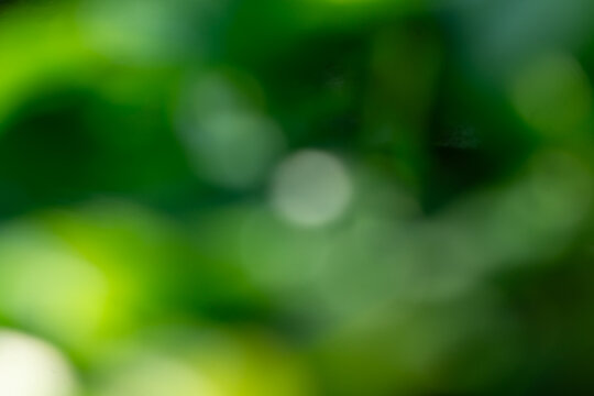green bokeh background