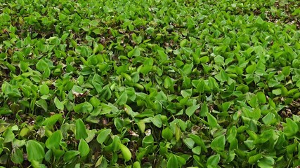 Water hyacinth in canals causes water to lack oxygen.